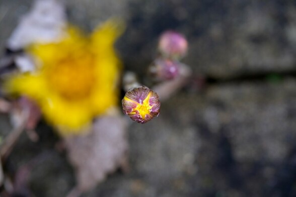 eine unscharfe gelbe geöffnete Blüte vom Huflattich und mehrere Knospen wachsen in dem Spalt zwischen zwei dunkelgrauen Betonplatten 