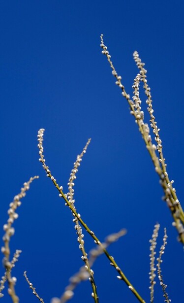 lange Weidenäste mit Blüten (Weidenkätzchen) vor blauem Himmel 
