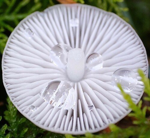 Eine Nahaufnahme einer Kappe eines kleinen weißen Pilzes, wo die Lamellen nach oben offen sind und kleine Tropfen drauf sitzen 
