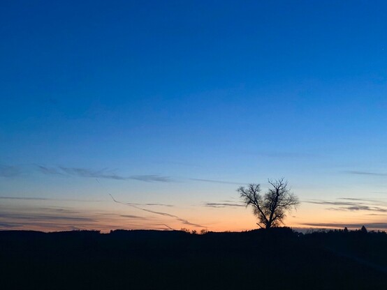 eine alte zerzauste Weide steht auf weiter Flur und zeichnet sich als Silhouette gegen einen leicht orangen, überwiegend blauen Himmel ab