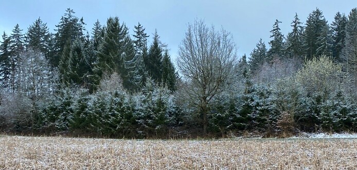 ein Waldrand hinter einem hellbraunen Feld. Die verschiedenen Bäume sind weiß angezuckert