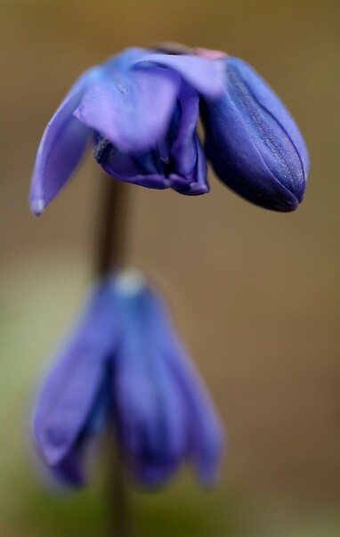 zwei blaulila Blüten vom Blaustern in Nahaufnahme 