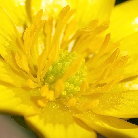 Nahaufnahme der gelben Blüte vom Scharbockskraut mit den gelben Staubgefäßen und einem leicht grünen Innenleben 