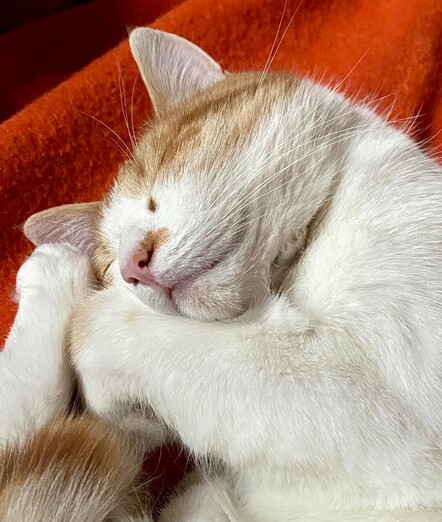 eine rotweiße Katze mit geschlossenen Augen liegt zusammen gerollt auf einer orangen Decke