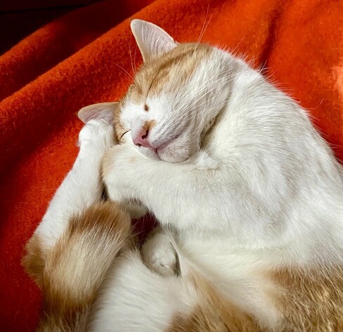 eine rotweiße Katze mit geschlossenen Augen liegt zusammen gerollt auf einer orangen Decke