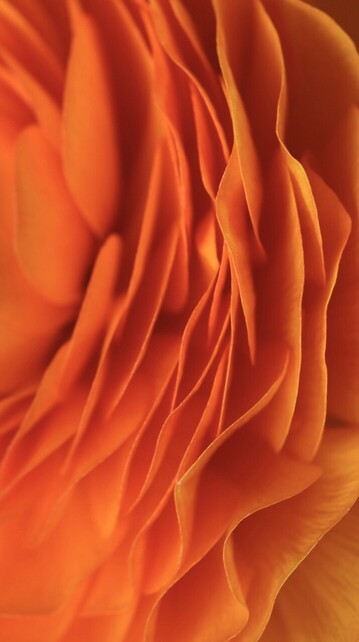 Detailaufnahme der Blütenblätter einer orangen Ranunkel von der Seite 
