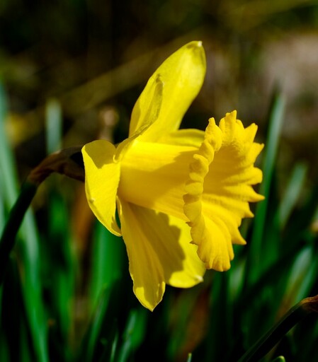 die geöffnete Blüte einer Narzisse. Gelber Kranz und gelber Kelch