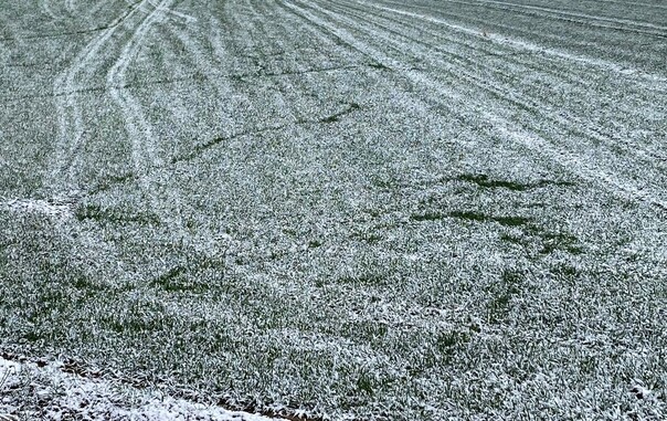 in einem dünn beschneiten Wintergerstefeld sind Spuren zu erkennen 