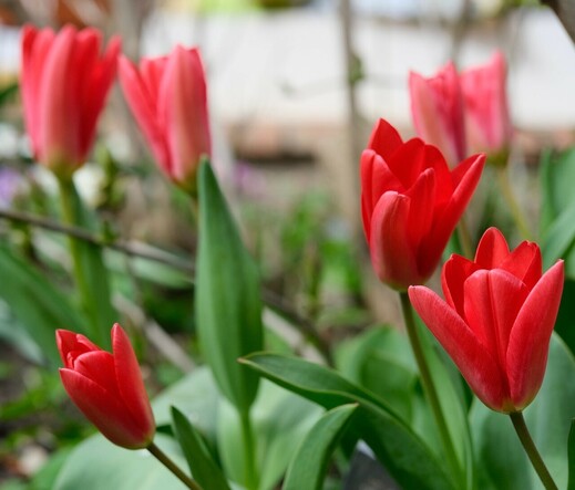 mehrere aufblühende rote Tulpen 