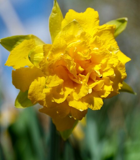 die gefüllte Blüte einer gelben Narzisse von vorne aufgenommen 