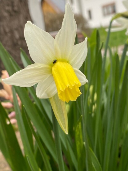 Blüte einer Narzisse, deren Kranz hellgelb bis beige ist und der Kelch gelb