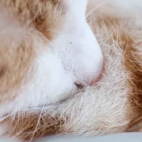 Nahaufnahme einer Nase einer rotweißen Katze im eigenen Fell