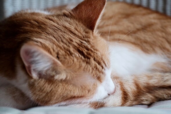 eine rotweiße Katze liegt entspannt 