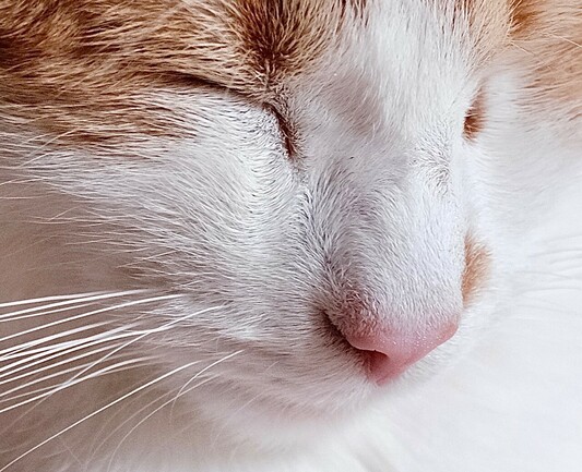 Nahaufnahme eines Teils des Gesichts einer rotweißen Katze mit geschlossenen Augen 