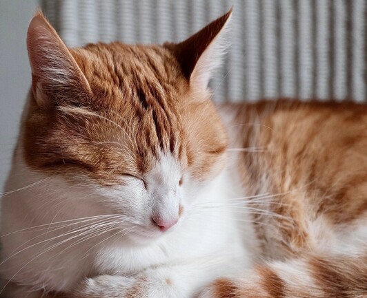 eine rotweiße Katze mit geschlossenen Augen liegt, hält den Kopf noch oben 