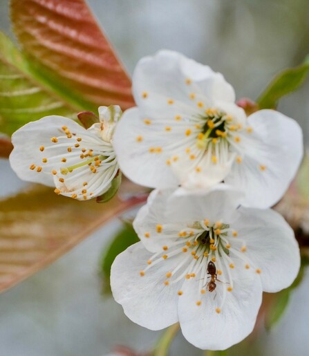 drei weiße geöffnete Blüten einer Wildkirsche. In der vordersten ist eine Ameise 