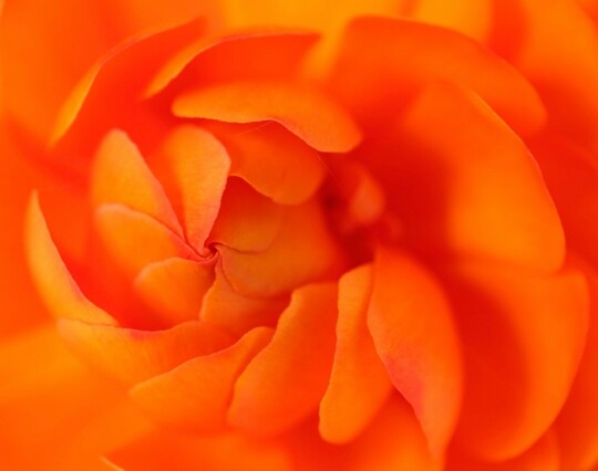 Nahaufnahme der spiralförmig angeordneten Blütenblätter einer orangen Ranunkelblüte.  Die Staubgefäße sind noch nicht freigelegt 