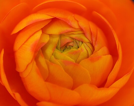 Nahaufnahme der Blütenblätter einer orangen Ranunkel, die dabei sind sich zu öffnen und innen gelblich sind und in ein kräftig leuchtendes Orange übergehen 