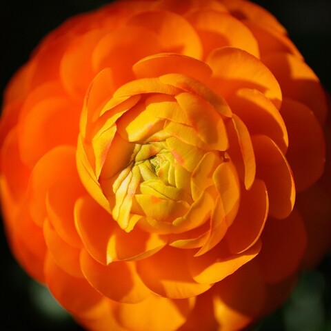 Draufsicht auf eine Blüte einer orangen Ranunkel mit Schattenwurf durch die eigenen Blütenblätter 