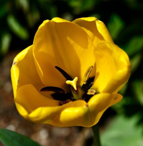Aufnahme von oben in eine gelbe geöffnete Tulpenblüte