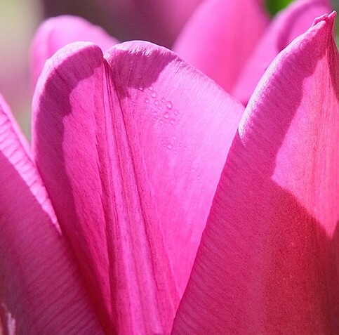 ein Ausschnitt einer rosa Tulpenblüte mit Schatten. ganz kleine Tröpfchen sind noch auf der Außenseite der Blütenblätter 