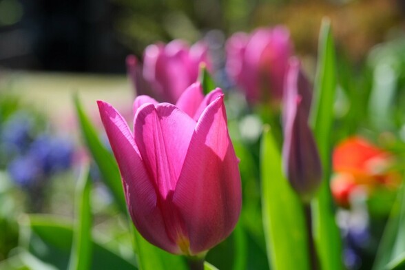 im Vordergrund eine rosa Tulpenblüte und immer unschärfer werdend mehrere Tulpen und Hyazinthen 