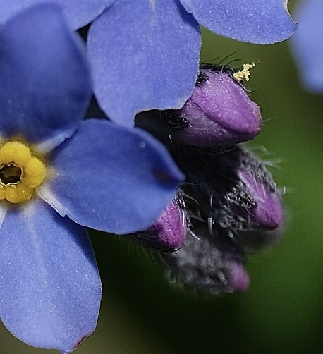 Nahaufnahme einer geöffneten Blüte eines Vergißmeinnicht und lila Knospen. An einer hängen ein paar Pollen 