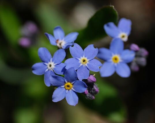 hellblaue Blüten von Vergissmeinnicht in der Sonne mit ein paar unscharfen Blättern dahinter 