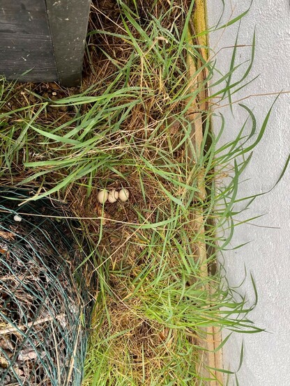 Im Gras an einer weißen Wand und zwischen zwei Komposten liegen 3 Enteneier