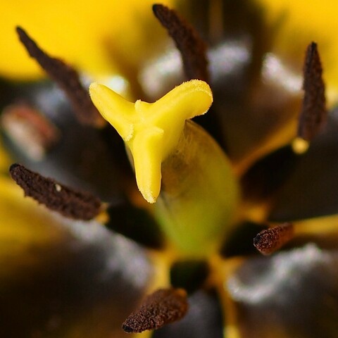 Nahaufnahme von gelbgrünen Stempel und braunen Staubgefäßen einer gelben Tulpenblüte 