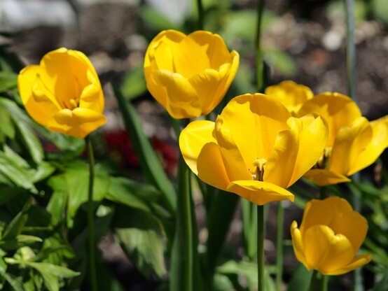 mehrere gelbe Tulpenblüte in der Sonne 