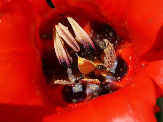 Nahaufnahme einer geöffneten roten Tulpenblüte. Der Stempel und die Staubgefäße sind klar zu erkennen. Ein paar der Staubgefäße haben schon ihre Form geändert und sich längs gerollt und gewendet 