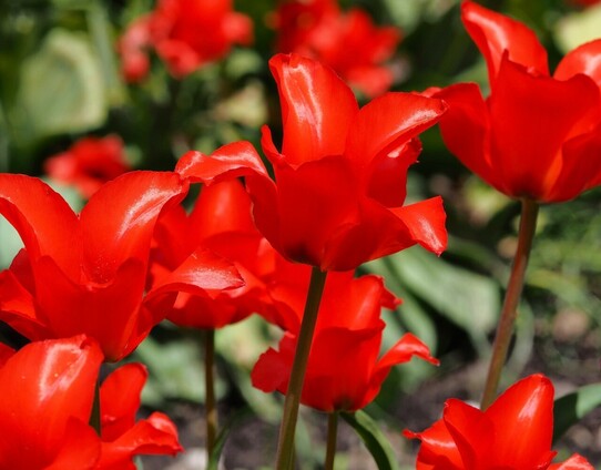 leuchtend intensiv rote glänzende Tulpen