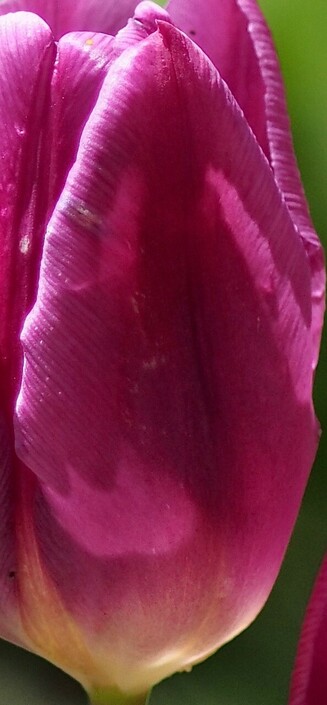 Seitenansicht einer altrosa Tulpenblüte 