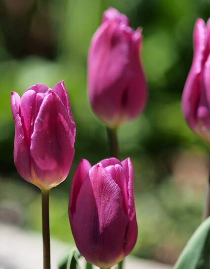 mehrere sich öffnende altrosa Tulpenblüte vor unscharfem grünem Hintergrund 