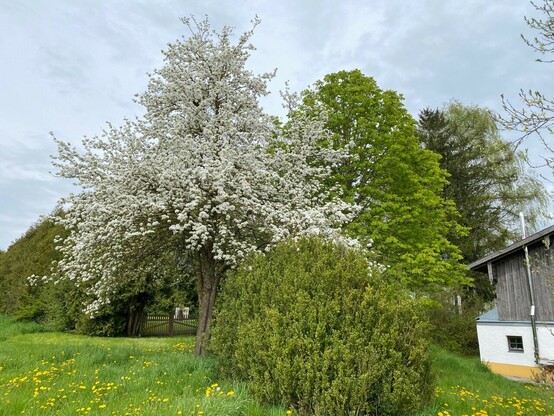 ein komplett weiß blühender Birnbaum steht neben einer austreibenden Kastanie 