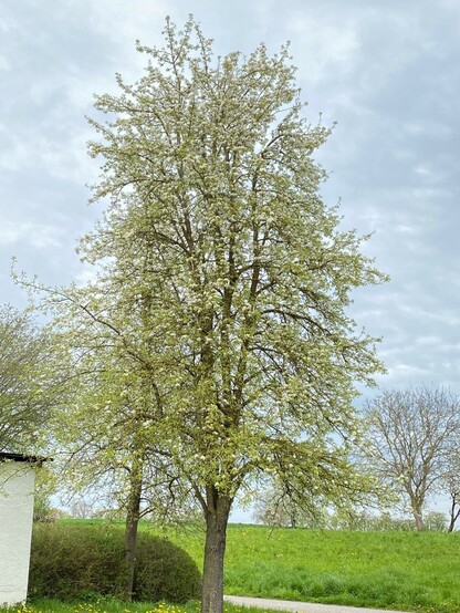 ein weiß blühender Birnbaum, der anfängt Blätter zu schieben 
