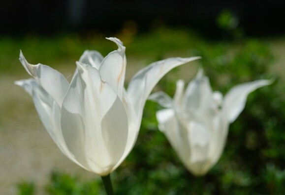 zwei weiße Tulpenblüten