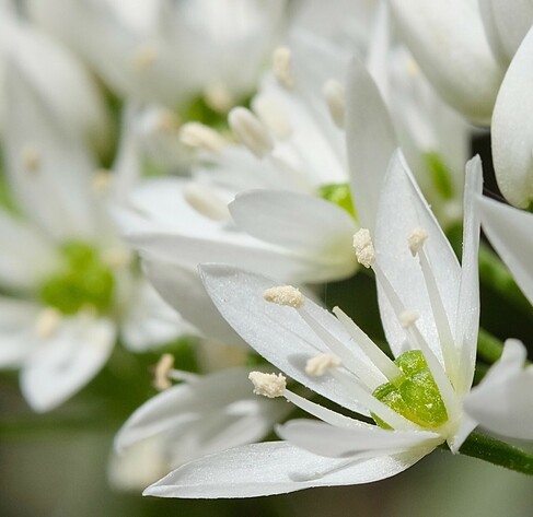 Nahaufnahme einer weißen Bärlauchblüte. Der rundliche Dreifachknoten vom Stempel ist grün, die Blütenblätter und Staubgefäße weiß 