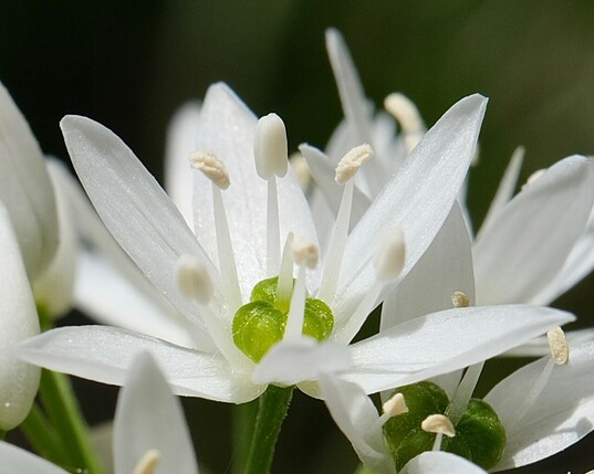 Nahaufnahme einer weißen Blüte vom Bärlauch. Einige Staubgefäße sind noch nicht offen 