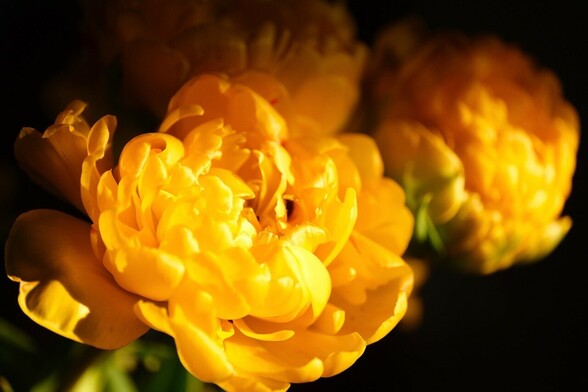 mehrere gelbe gefüllte Tulpenblüten im Morgenlicht. Nach hinten dunkler und unschärfer werdend 