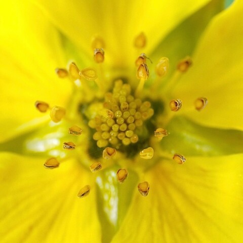 Nahaufnahme des Innenlebens einer gelben Blüte mit 5 Blütenblättern 