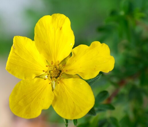 eine gelbe offene Blüte vor unscharfem grünem Hintergrund 