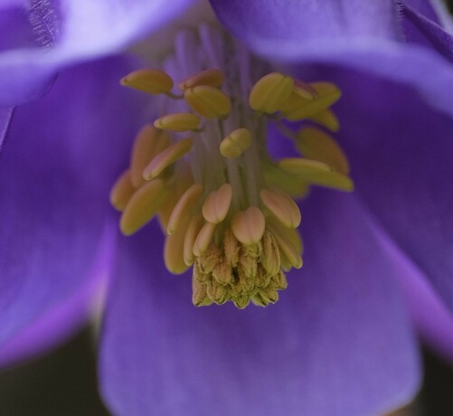 das Innenleben der lila Akeleiblüte. Gelbe Staubgefäße und Stempel 