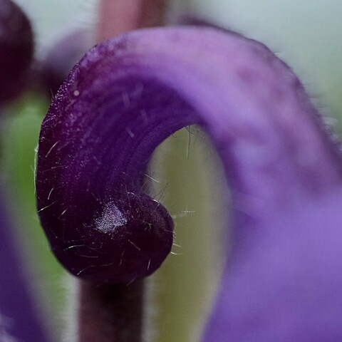Das obere zusammen gedreht Ende der lila Akeleiblüte