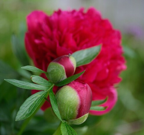 zwei geschlossene Knospen und dahinter eine geöffnete Blüte einer roten Pfingstrose 
