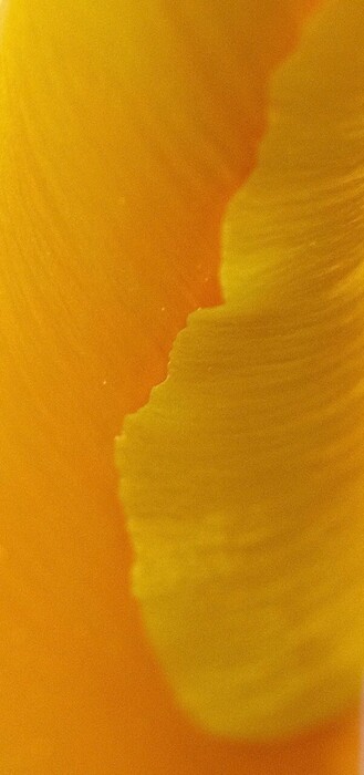 Ausschnitt einer Nahaufnahme einer orangen gerollten Mohnblüte 