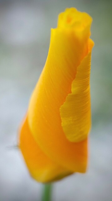 eine orange gerollte Mohnblüte vor hellem unscharfem Hintergrund 
