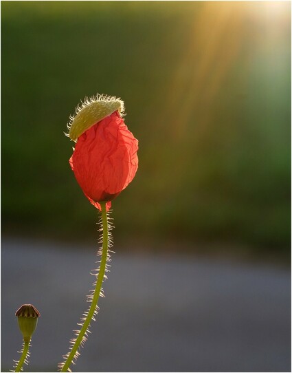 eine rote sich entfaltende Mohnblüte auf der noch die gesprengten Hülle obenauf sitzt und Sonnenstrahlen von der Morgensonne von rechts oben 