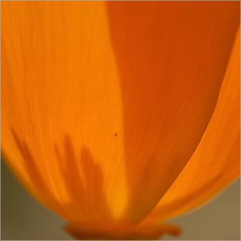 Nahaufnahme einer orangen Blüte von kalifornischem Mohn und der Schatten von den Staubgefäßen ist deutlich erkennbar 